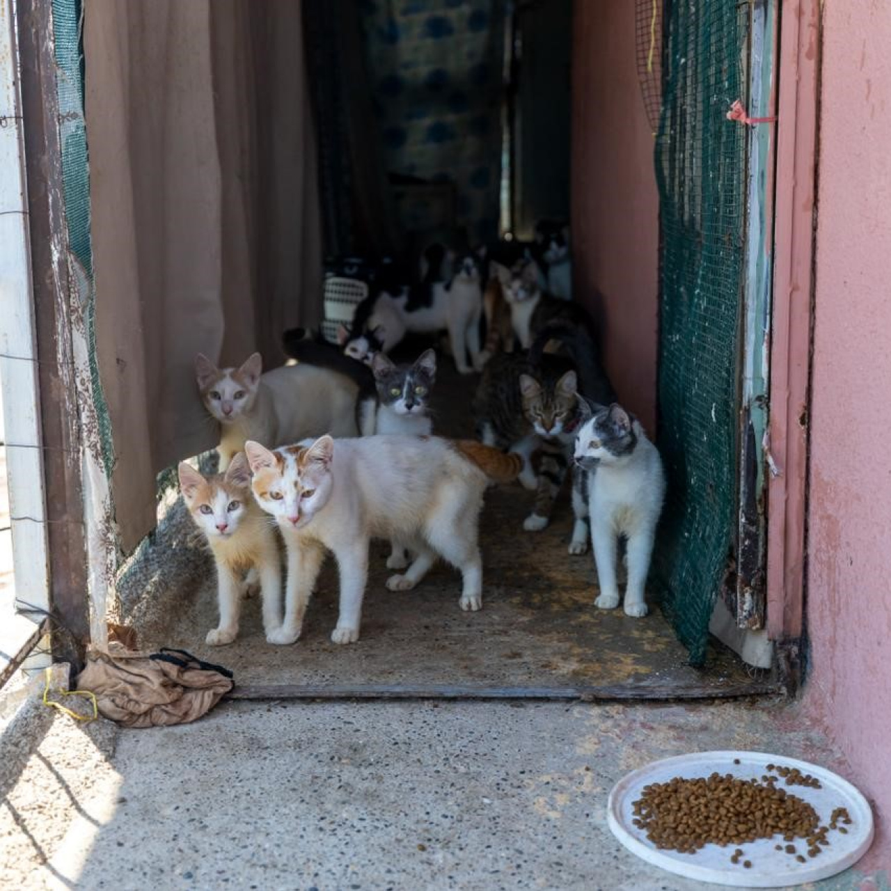 Evden 100 kedi çıktı