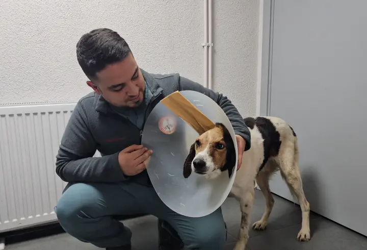 Beyin kemiğine kadar kanser yayılan köpek tedavi edildi
