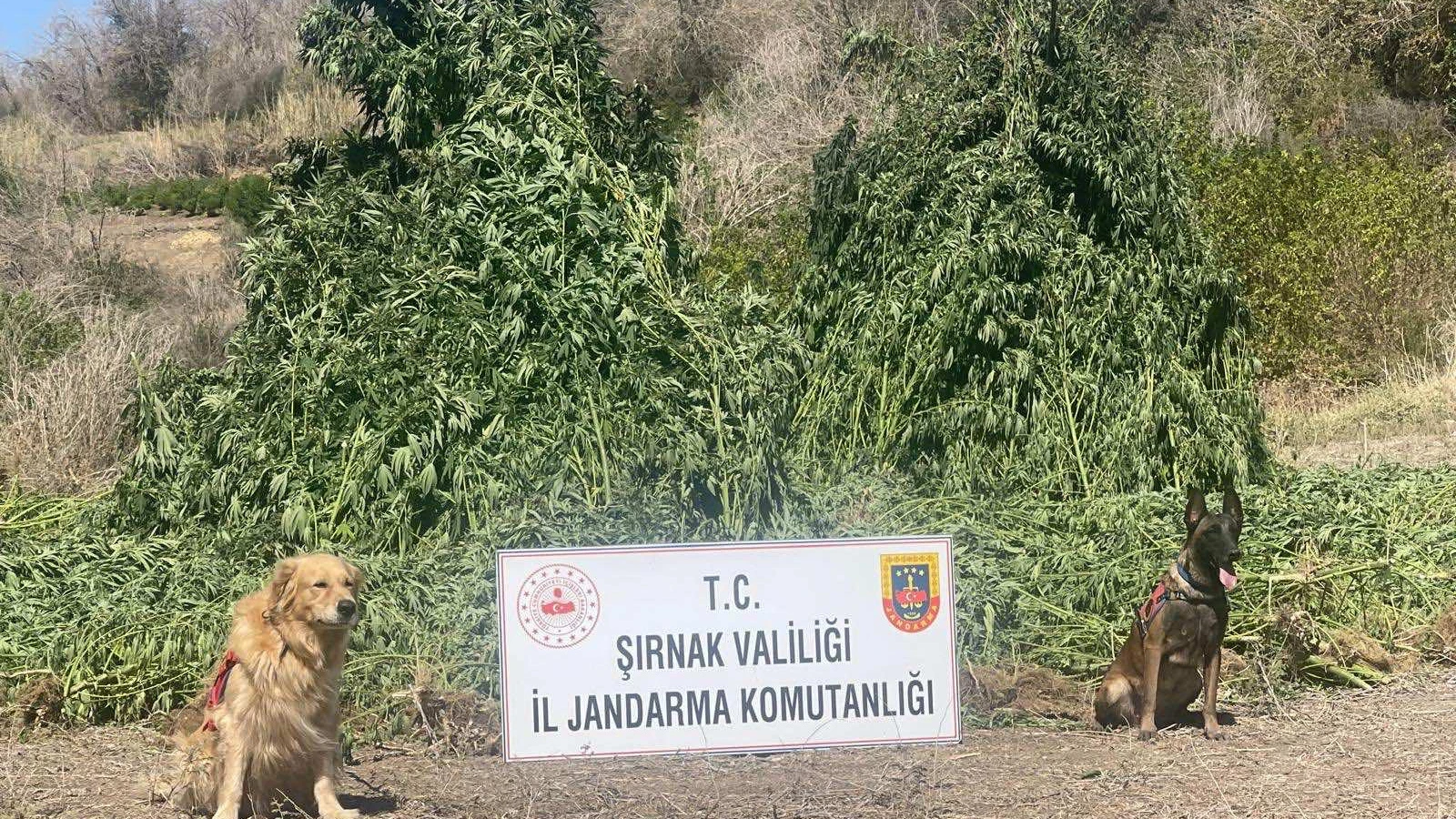 Şırnak'ta uyuşturucu operasyonu: 5 şüpheli yakalandı