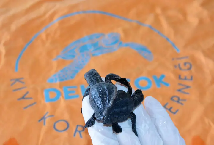 Türkiye'nin ilk canlı siyam ikizi caretta yavruları