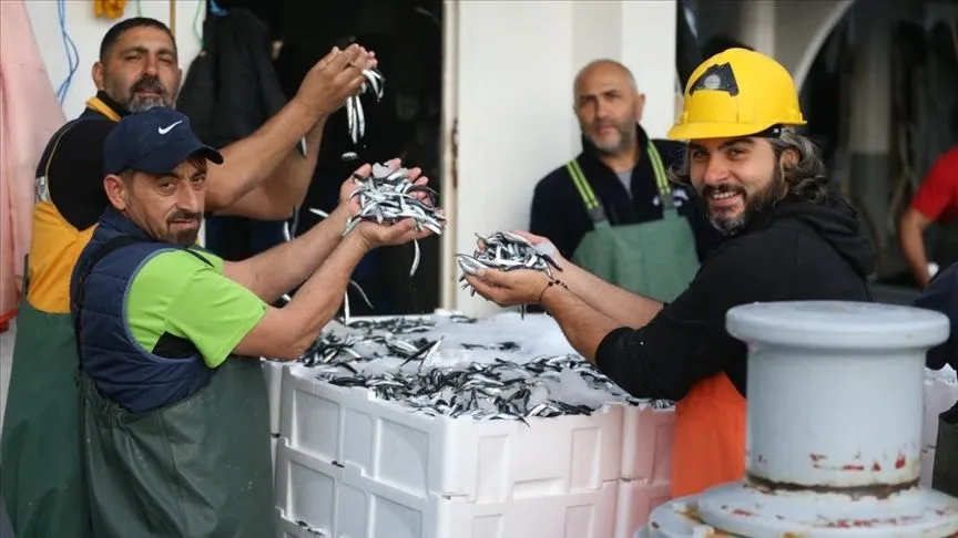 Karadeniz'de hamsi bolluğu balıkçıların yüzünü güldürdü