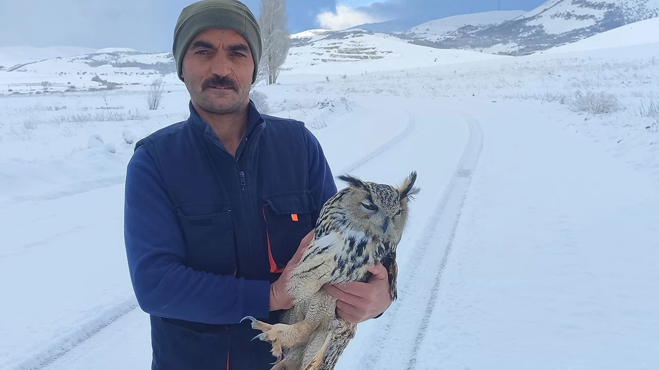 Bayburt'ta kuduz olduğunu anlayan Puhu kuşu intihar etti