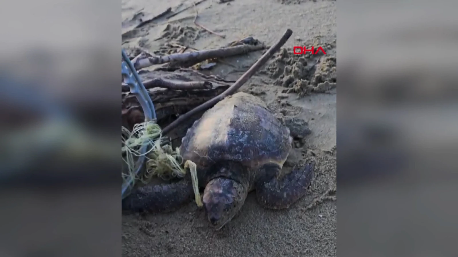 Misina ve ipe dolanan caretta carettaya vatandaştan yardım eli
