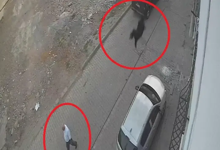 Kesilmek isterken kaçan keçi damdan düştü; o anlar kamerada