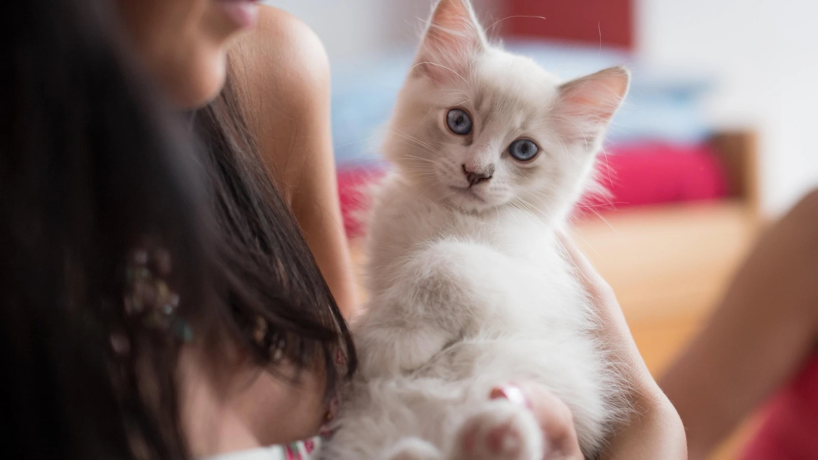 Kedi sahipleri köpek sahiplerine göre bağış yapmaya daha yatkın