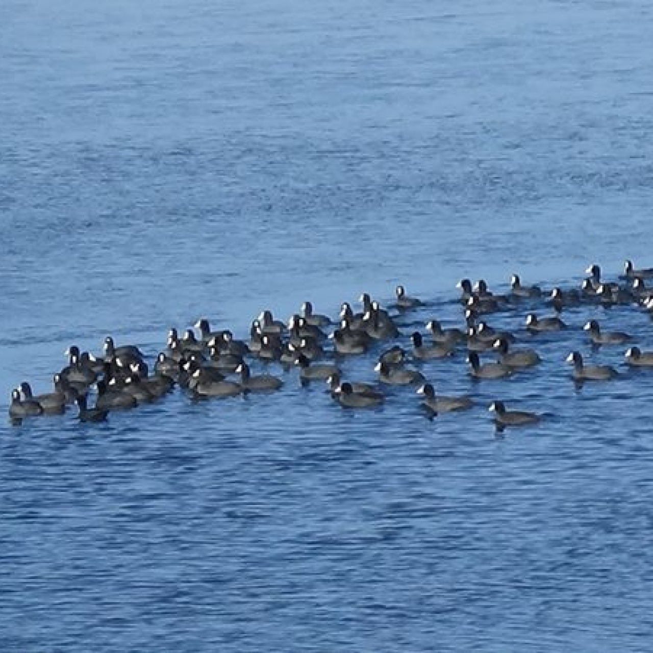 Antarktika değil! İşte Kars'ın 'yerli penguenleri'