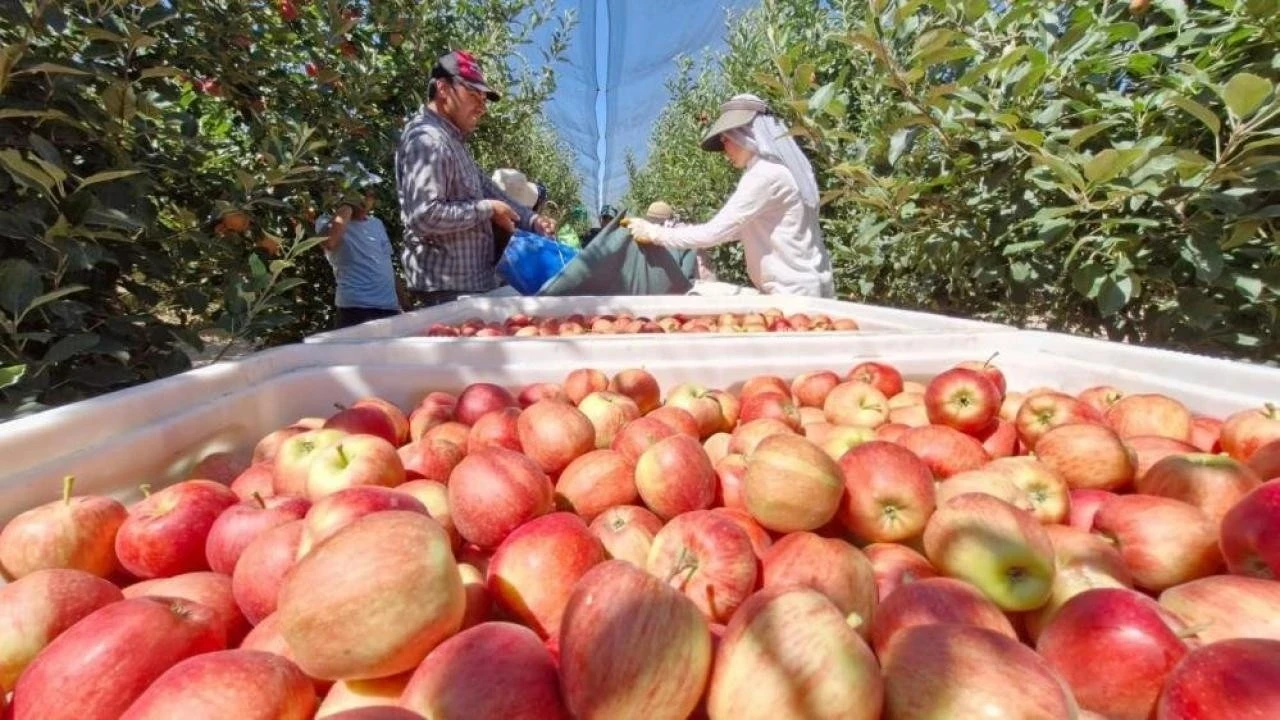 Hindistan, Elmada Sürpriz İhracat Pazarı Oldu