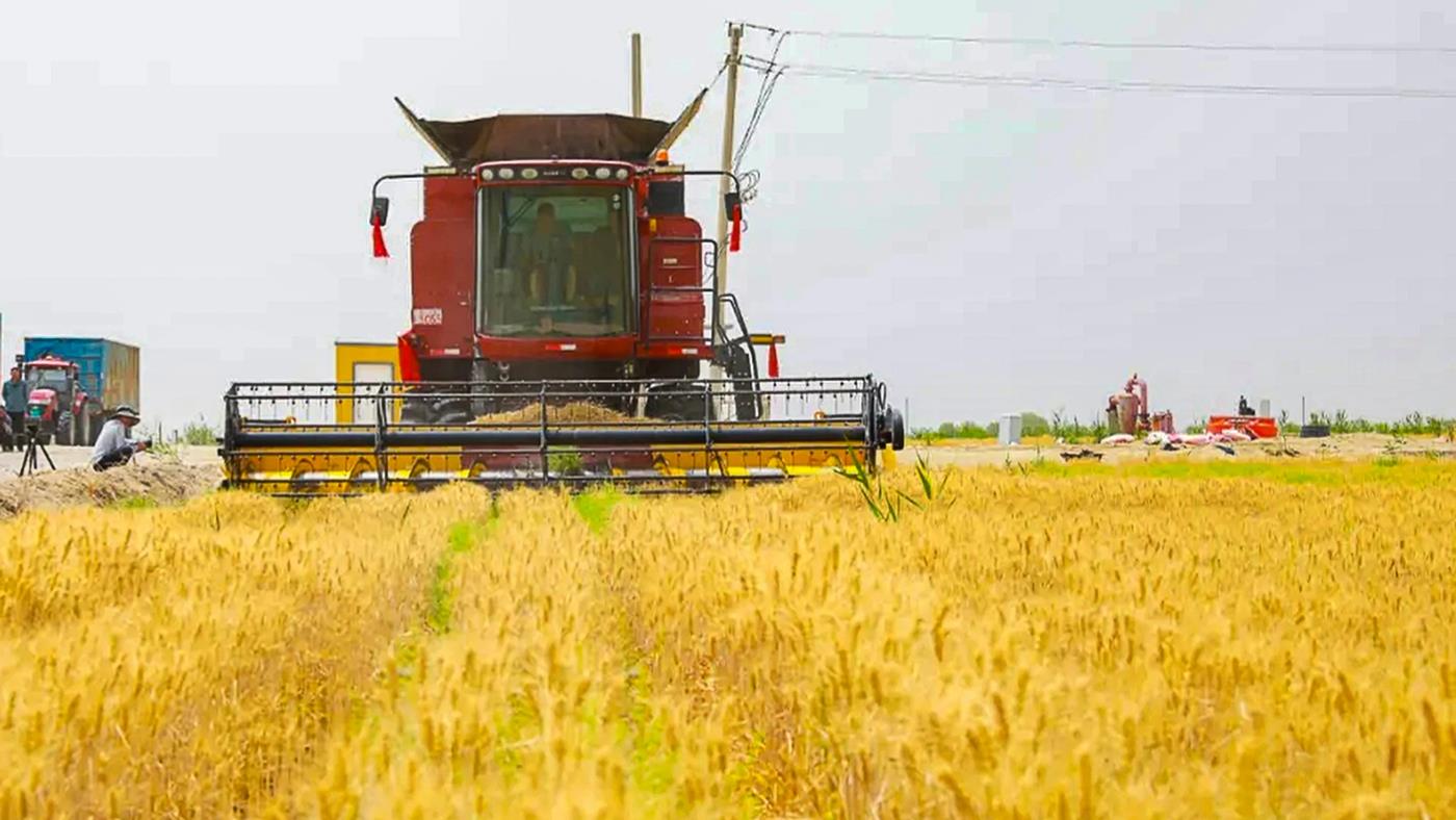 Çin, bir zamanlar çöl olan yerde buğday yetiştirmeye başladı