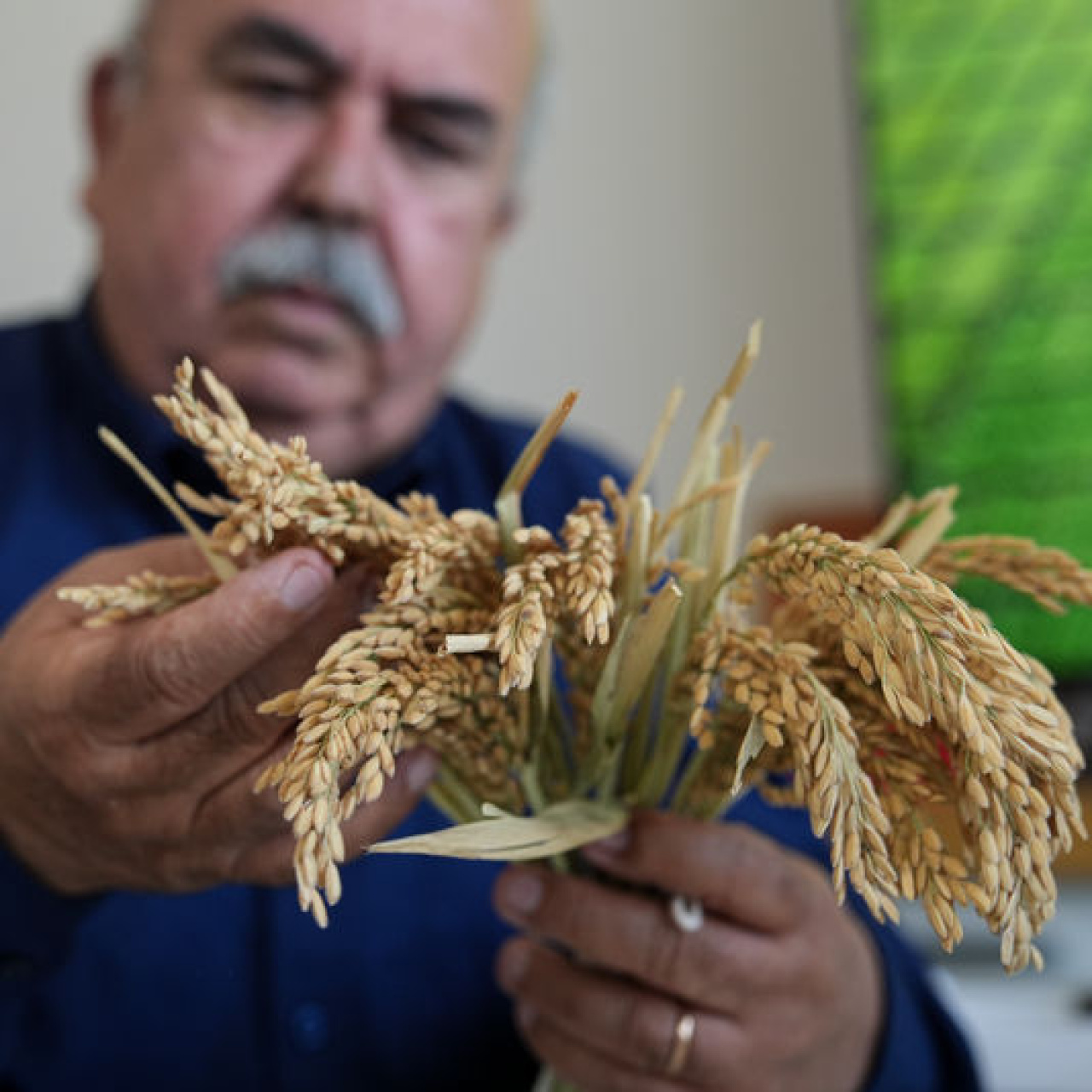 "Çeltiğin babası" 3 çeşit daha geliştirdi