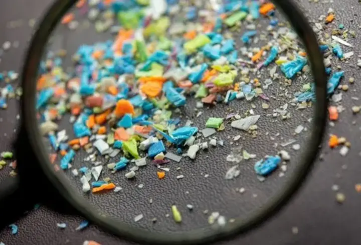 Havadaki mikroplastik kirliliği kuşların akciğerlerinde birikiyor