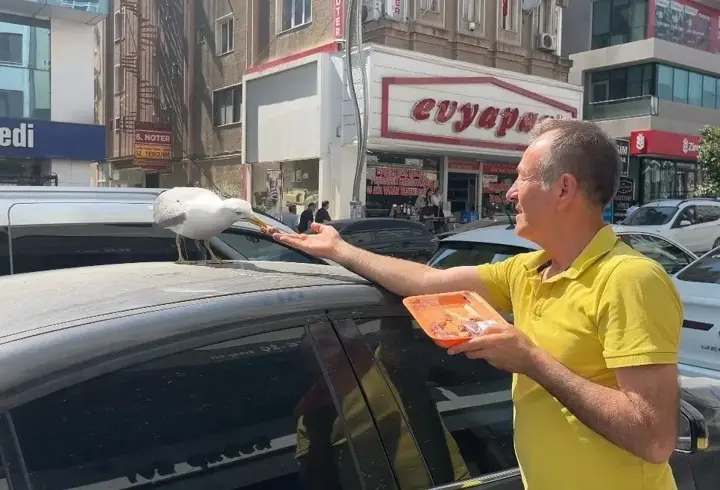 Martı ‘Pamuk’ esnafın maskotu oldu