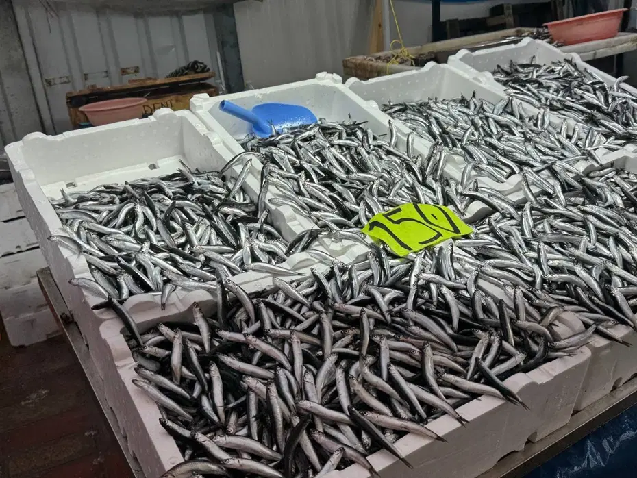 Dün 50 TL'ydi bugün 150... Hava bozdu, hamsinin fiyatı fırladı