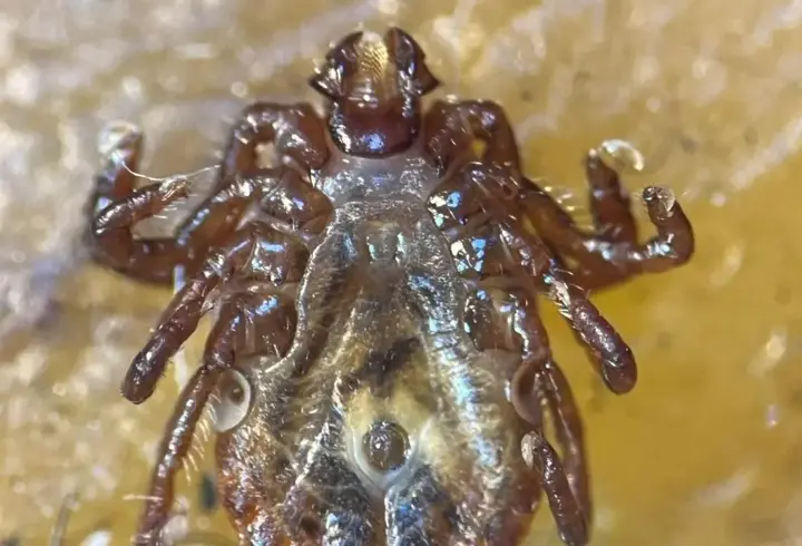 Uzak doğu kökenli kene Türkiye'de görüldü! 30’dan fazla hastalık taşıyabilir...