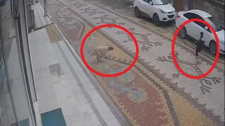 Köpeğin saldırısına uğrayan çocuğu esnaf kurtardı