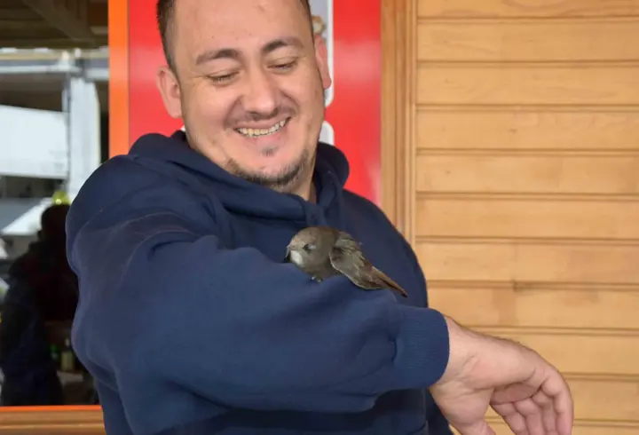 İş yerine giren ebabil kolunu bırakmadı, veteriner müdahalesiyle ayrıldı