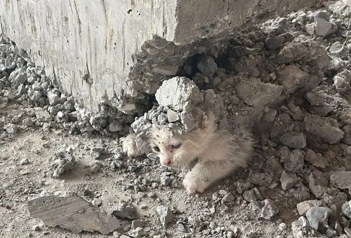 İnşaata giren yavru kedinin üzerine beton döküldü! Mucizevi kurtuluş