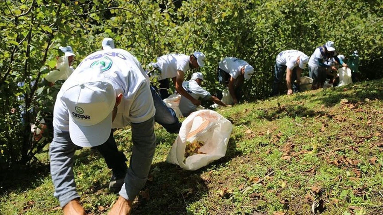 Giresun'da fındık işçilerine verilecek yevmiye miktarı belli oldu