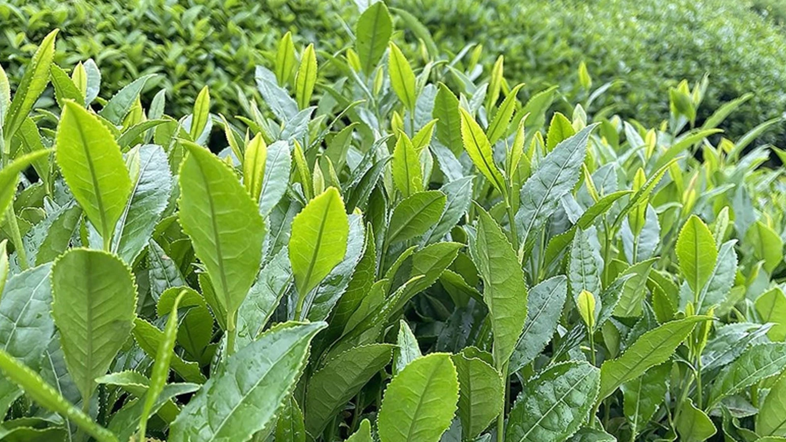 Tarım Bakanlığı, yaş çay alım fiyatını açıkladı