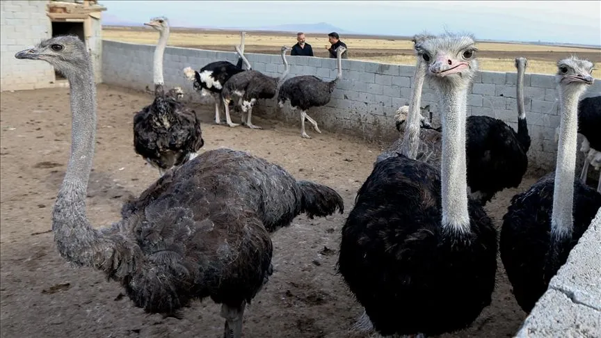 Kars'ta deve kuşu yetiştiriciliği hayalini gerçekleştiren girişimci çiftlik kuruyor