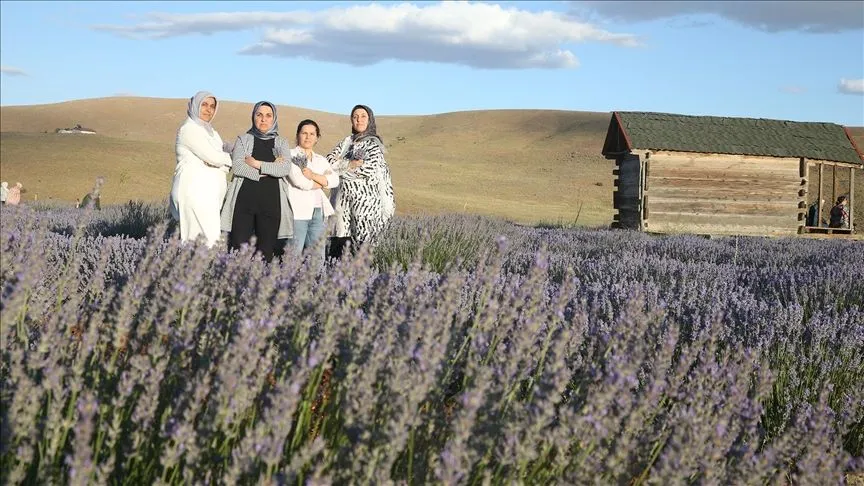 Kahramanmaraş'ın "mor tarlası" kadınlara emanet