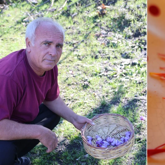 Gramı 900 TL: 150 Bin Çiçekten Bir Kilo Çıkan Safranda Gece Yarısı Mesaisi