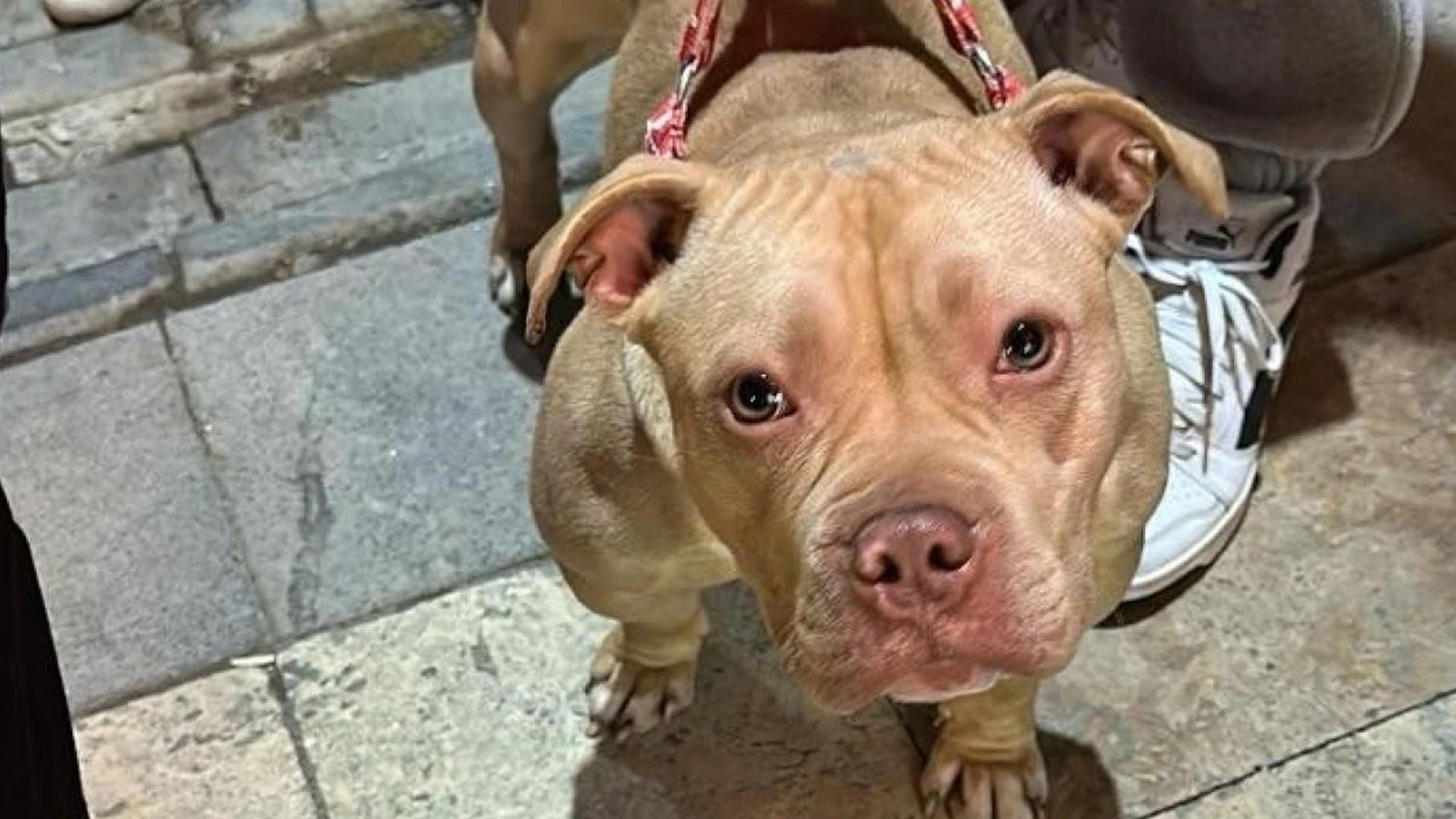 Yasaklı ırk köpek gezdiren kişiye 76 bin lira ceza