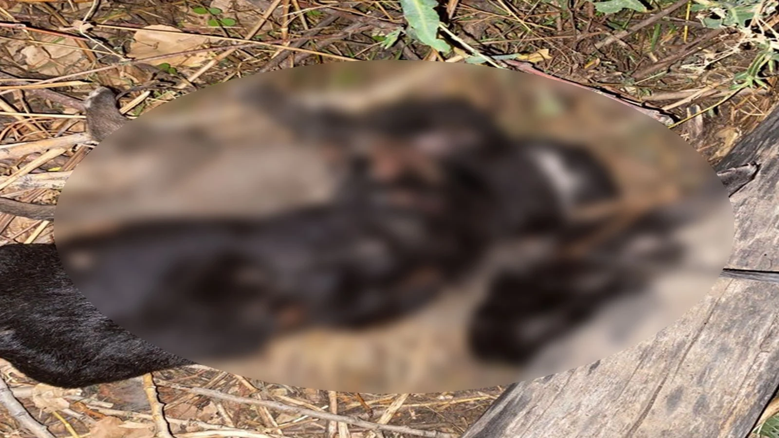 Tokat'ta vahşet! Yavru köpekler boğulmuş halde bulundu
