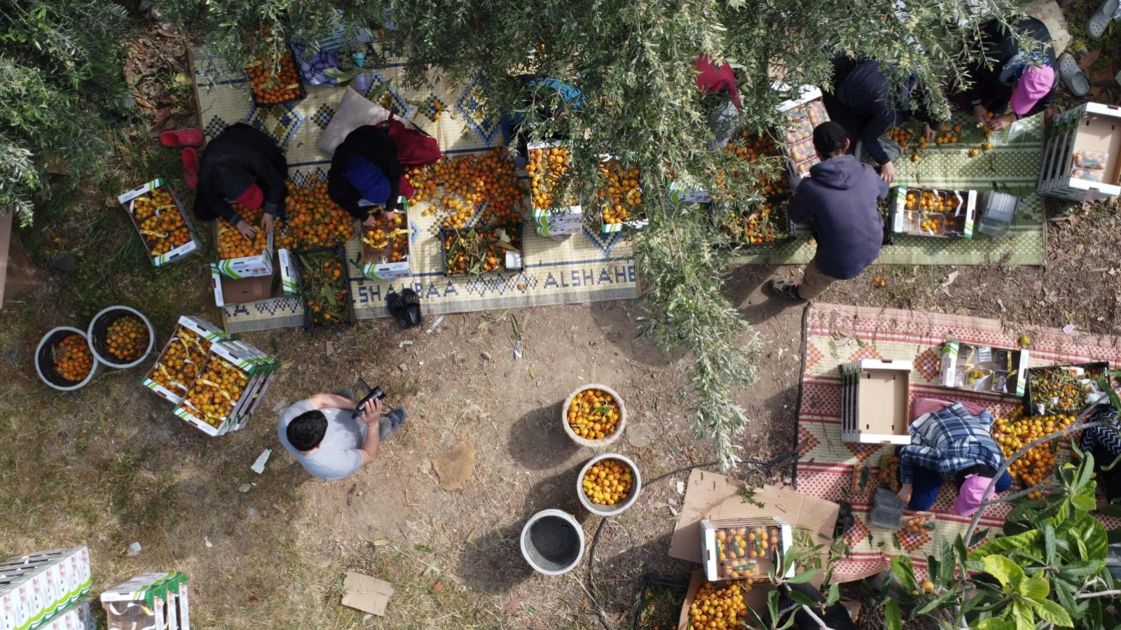 Yenidünyada hasat başladı: 60 ile 90 TL'den alıcı buluyor