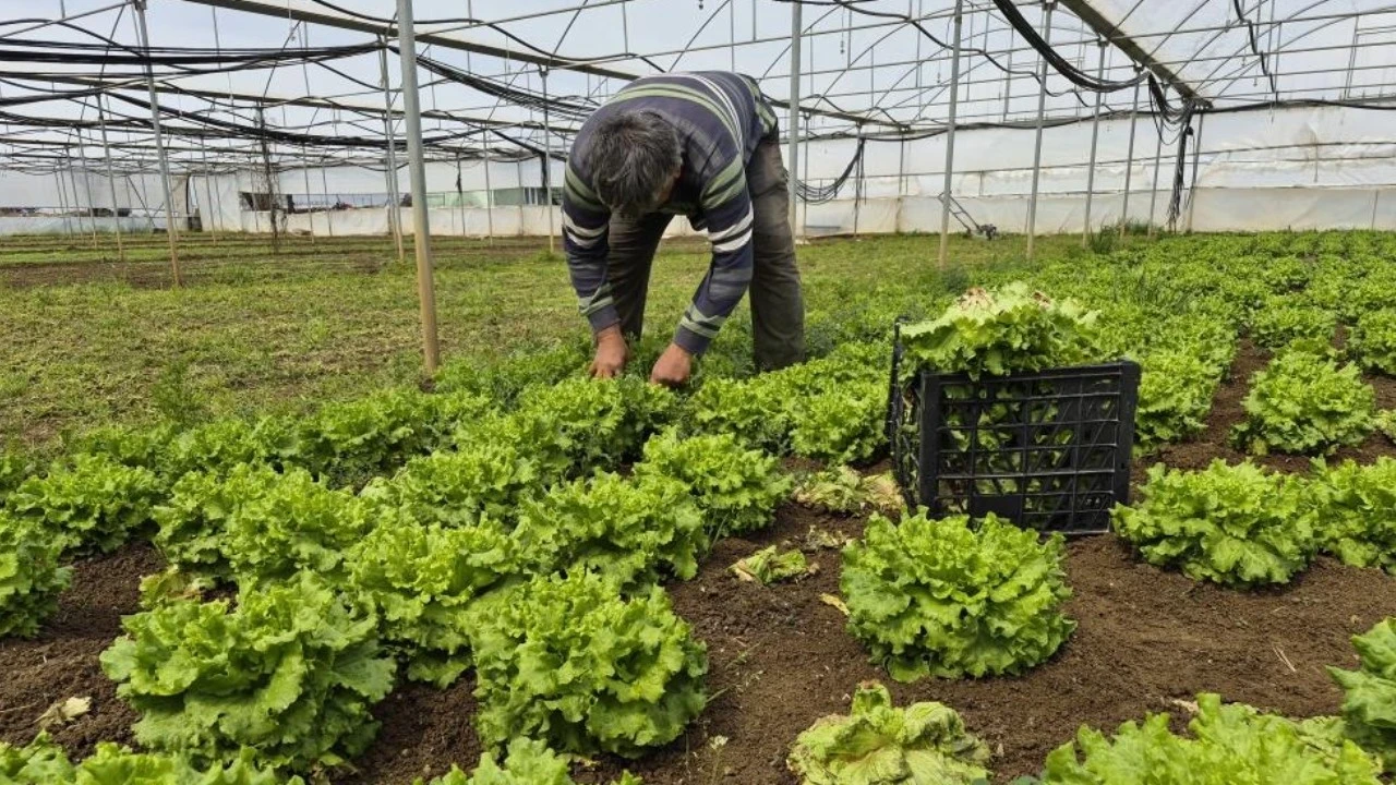 Marulda fiyat uçurumu: Üreticide başka, tezgahta bambaşka