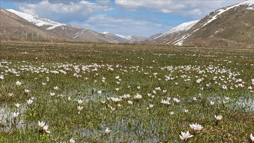 Bitlis'te "baharın habercisi" çiğdemler arazileri renklendirdi
