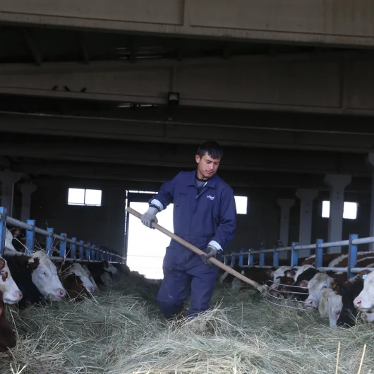 Erzurum'dan Hayvancılığa Yerli Üretim Desteği: Gebe Düveler Doğu Anadolu'ya Dağıtılıyor