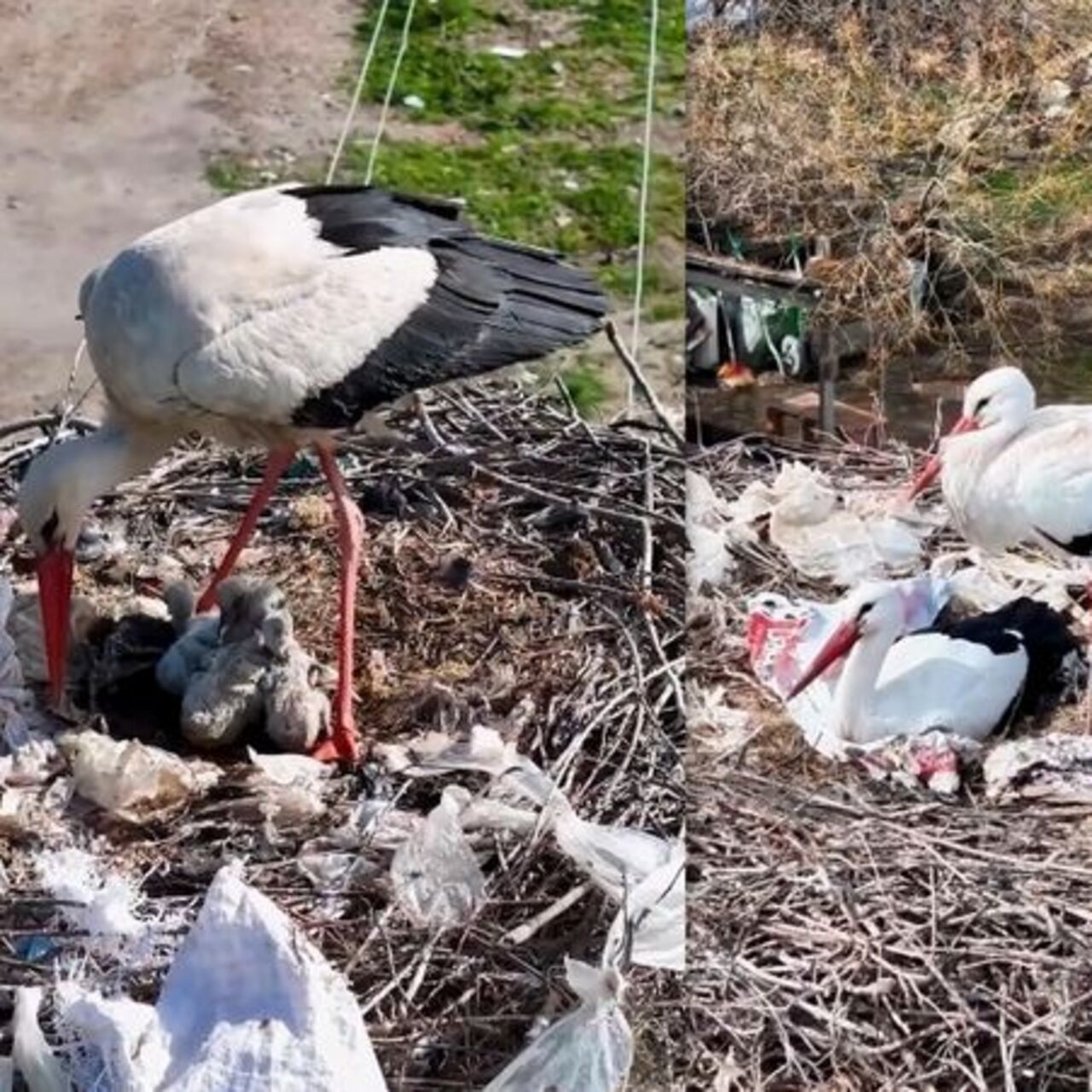 Köyü terk etmeyen 2 leylek, Anneler Günü’nde ‘anne’ oldu