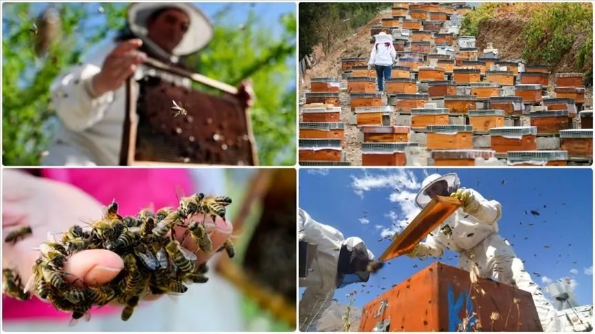 Doğu Karadeniz'in 10 aylık bal ihracatı 1,8 milyon doları aştı