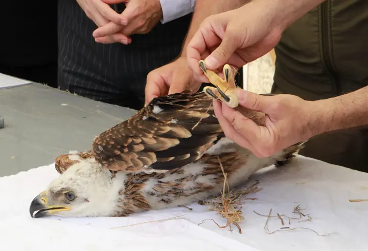 Trakya'da şah kartal ile leylekler için 'halkalama' çalışması