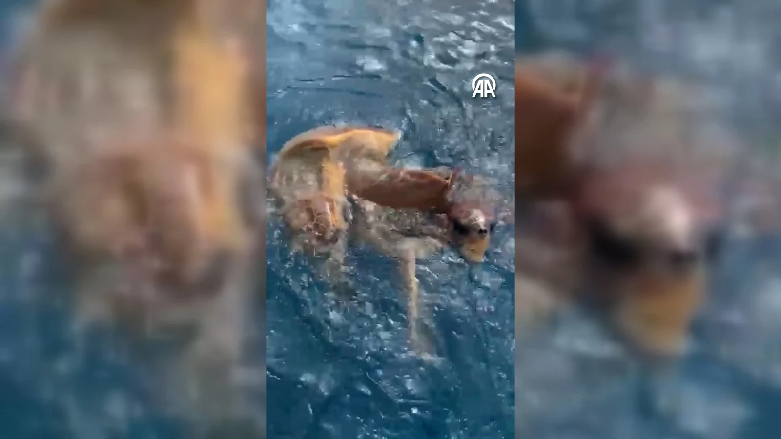 Antalya'da 2 caretta caretta denizde balıkçılara eşlik etti