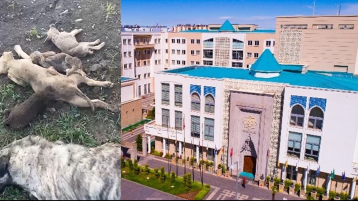 MHP’li belediyenin köpek katliamına soruşturma izni yok