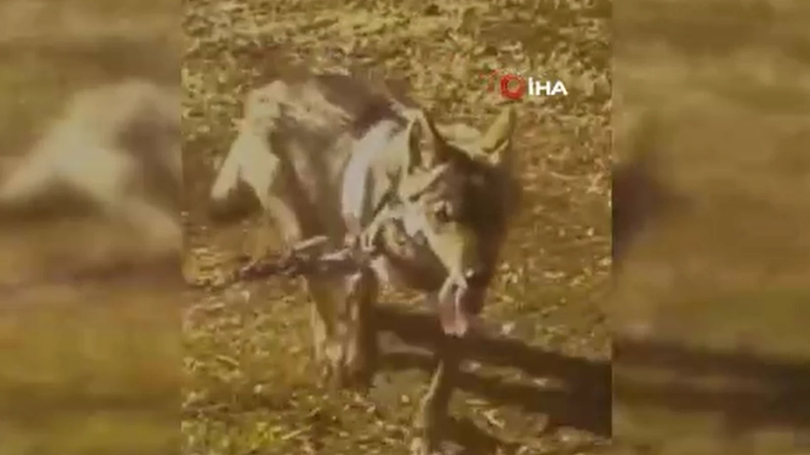 Van'da akıllara durgunluk veren olay: Kurdu zincirle evinin önüne bağladı