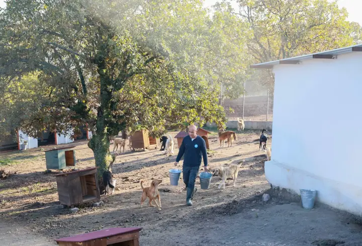 Sahiplendiği 2 köpeği sokağa terk eden kadına 172 bin 716 TL ceza