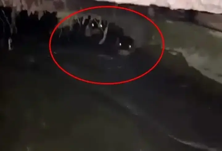 Su kanalındaki su samurları kamerada