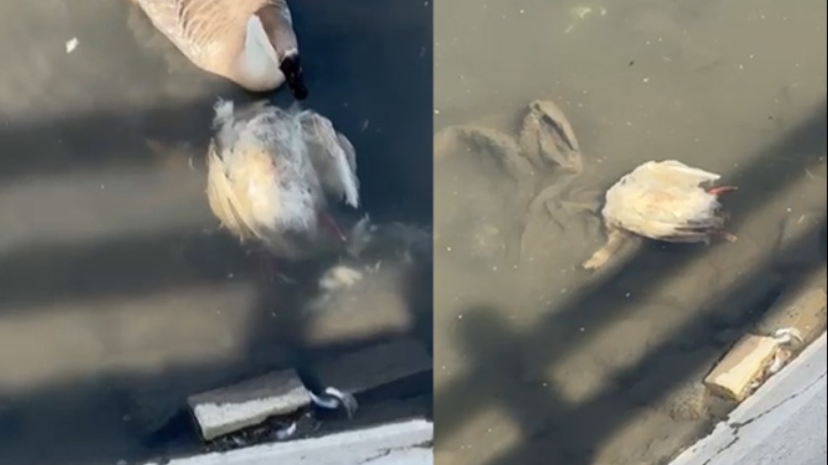 Yeşilırmak'ta korkutan görüntü! Ördek ve kaz ölümleri başladı