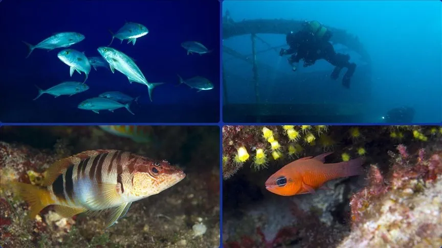 Karaburun’un mavi derinlikleri dalış tutkunlarını ağırlıyor