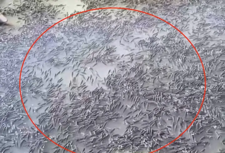 Mahsur kalan balıklar, Dicle Nehri’ne bırakıldı