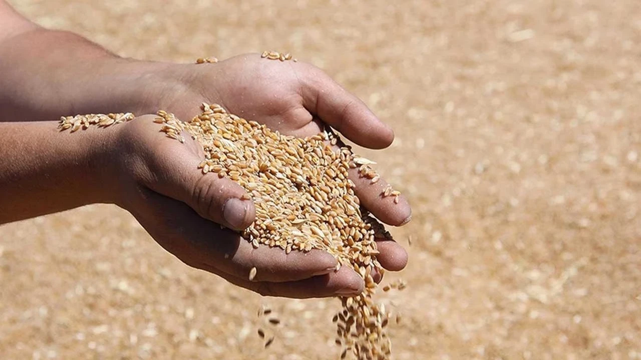 TMO'dan "buğdaylara haciz" iddiasına ilişkin açıklama