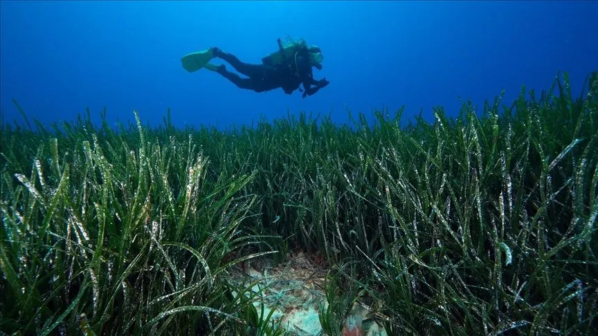 "Akdeniz'in akciğerleri" deniz çayırları görüntülendi