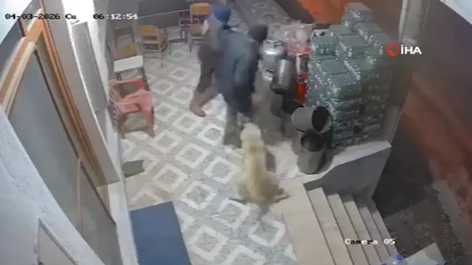 Manisa'da korkunç olay: Köpekler parmağını kopardı!