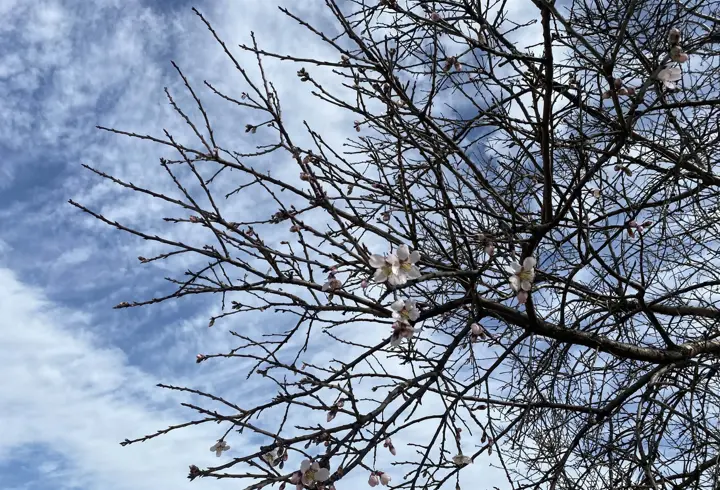 Manisa'da badem ve erik ağaçları şubat ayında çiçek açtı
