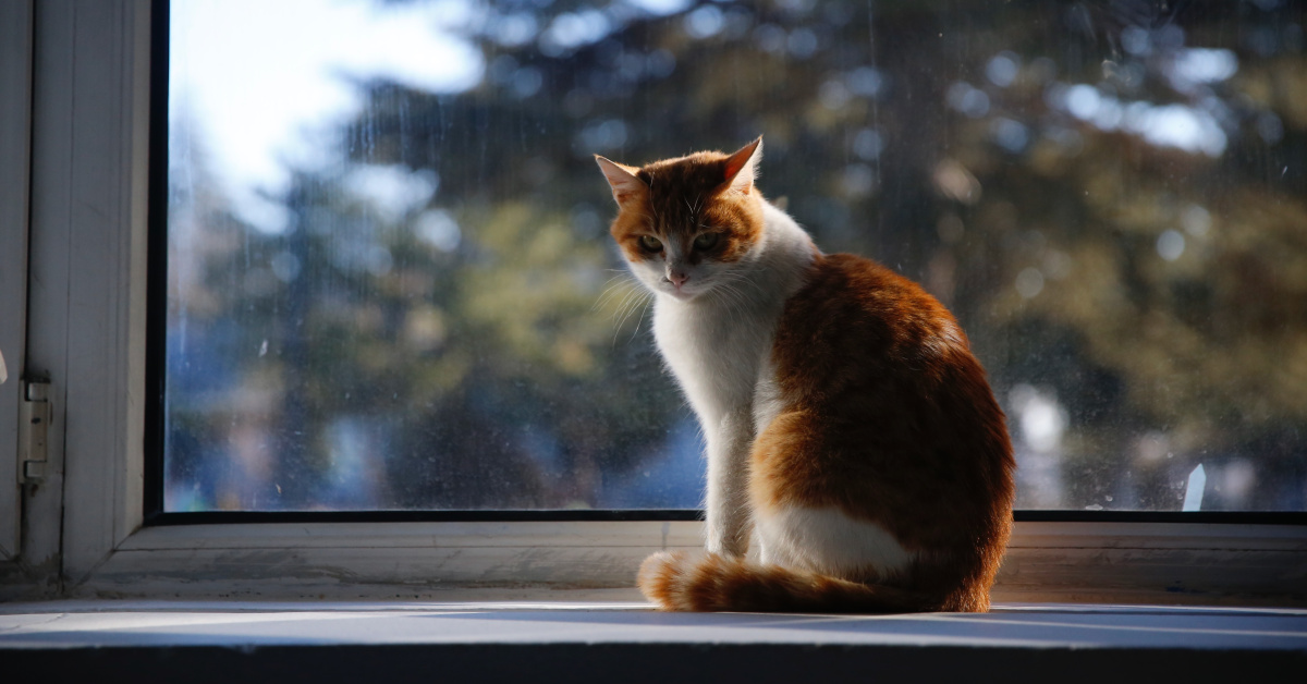 Son Dakika Haberi! Kedi Tüyü Silkeleme Tartışması Kanlı Bitti: 2 Yaralı - Konya Haberleri Son Dakika - Habertürk Haberler