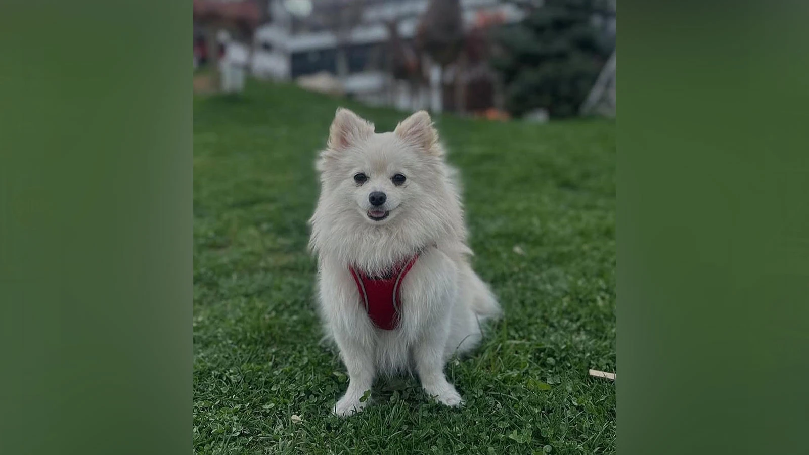 Kayıp köpek Şeker'i bulana 50 bin TL ödül verilecek
