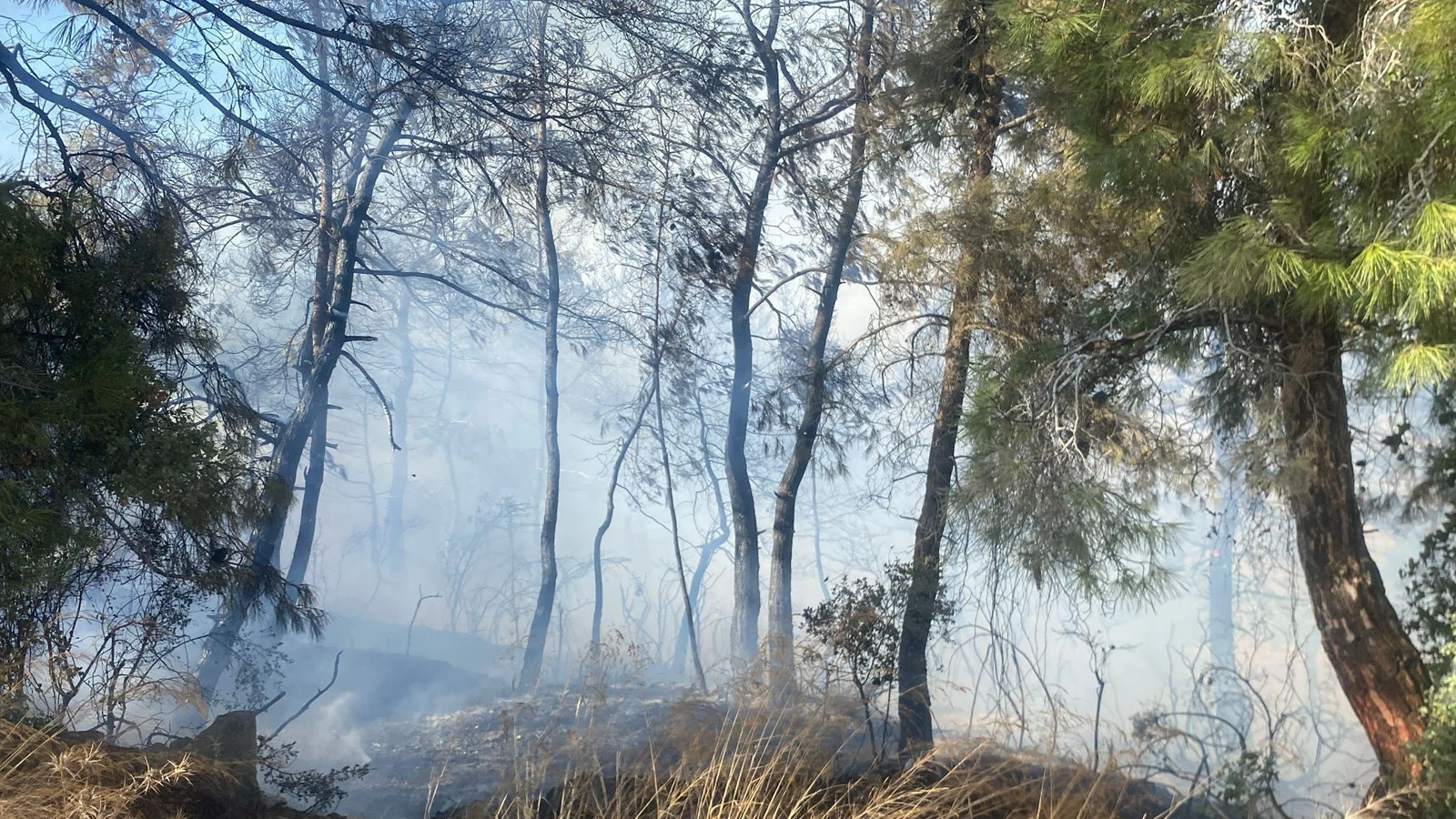 Manavgat'ta orman yangını kontrol altına alındı, 10 hektar alan zarar gördü