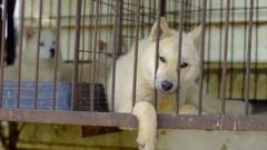 Güney Kore köpek etini yasakladı, kalan köpeklere ne olacak?